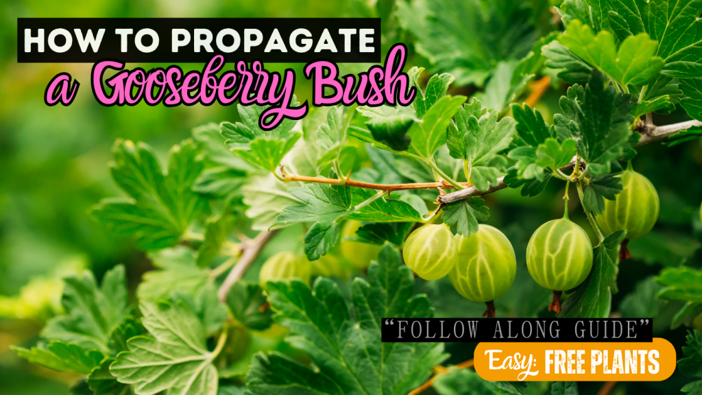 propagate gooseberry bushes