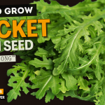 how to Sow & Grow Rocket