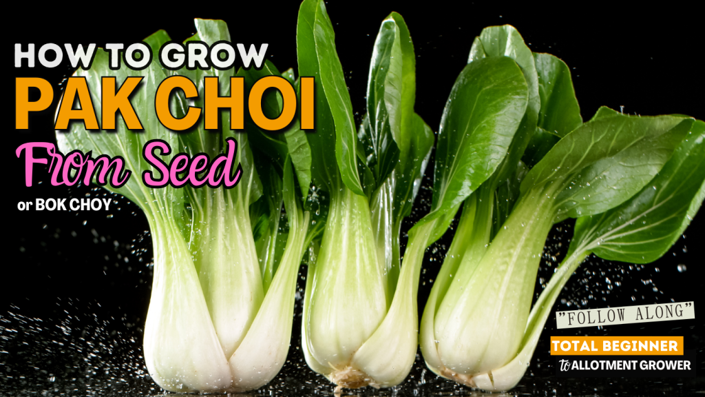 Bok choy from seed