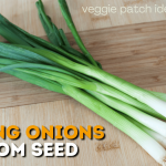 grow spring onion from seeds