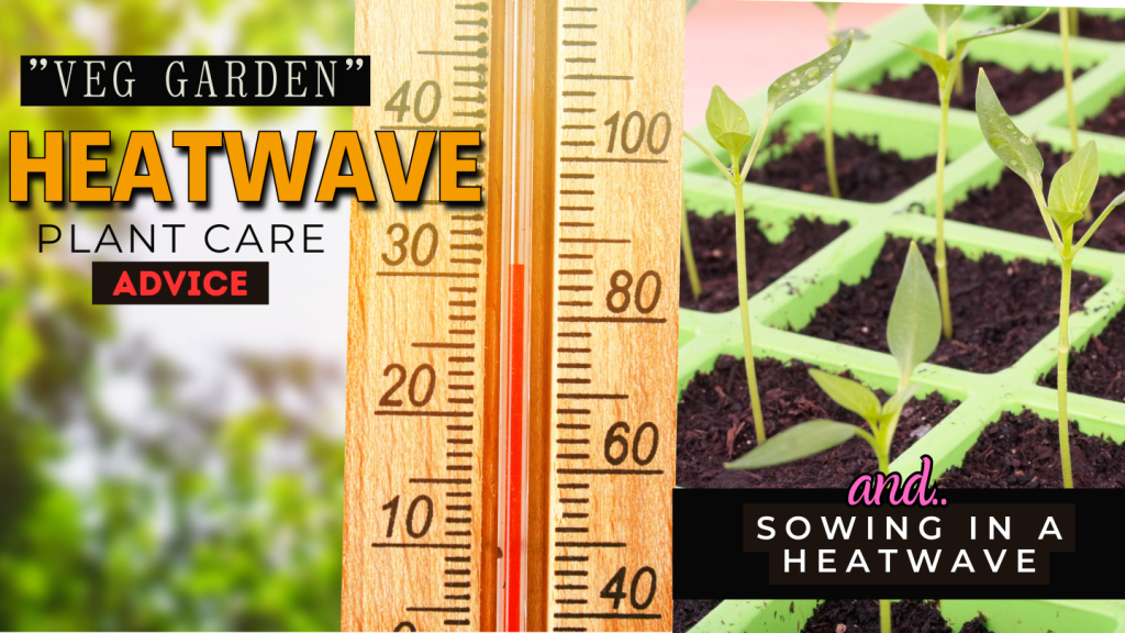 Heatwave on your Veggie plot