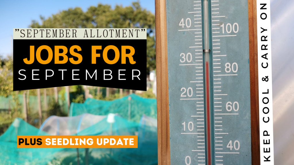 September on the allotment