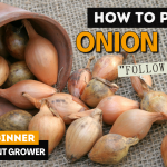 how to plant onion sets