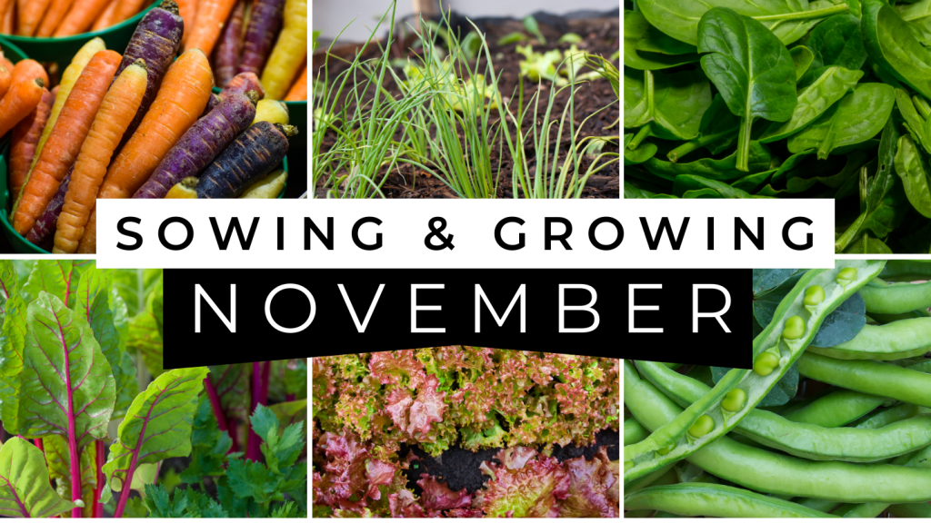 sow and grow November