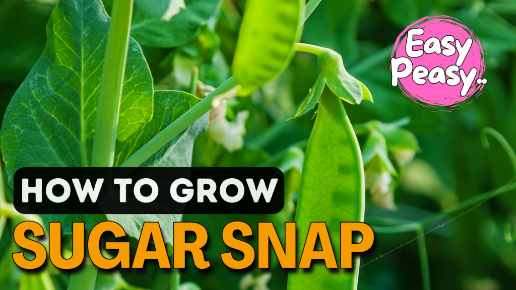 sugar snap peas