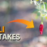 growing chilli peppers