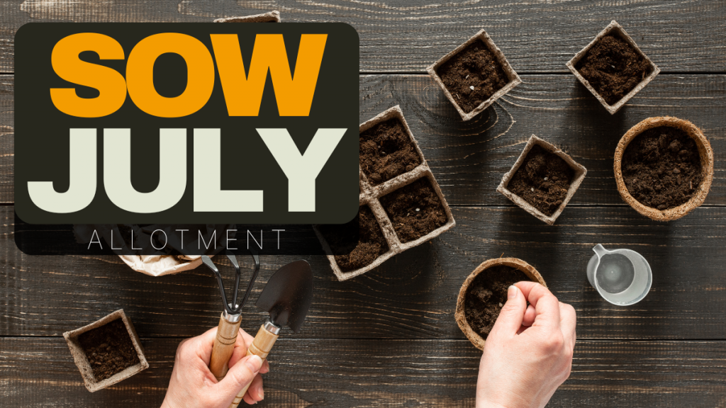 what to sow in July