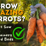 how to grow carrots