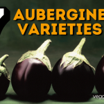 Aubergine Varieties