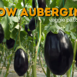 how to grow aubergines