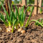 onion sets