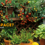 small space garden