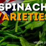 UK Spinach
