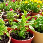 growing rocket in containers