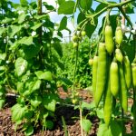 how to grow peas