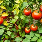 mistakes when growing tomatoes