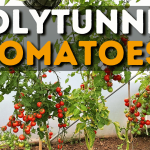 Polytunnel Tomatoes
