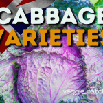 cabbage variety