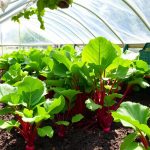 can you grow beetroot in a polytunnel