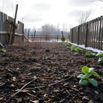 overwinter clay soil on allotment