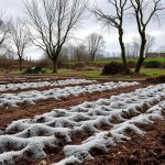 overwinter silt soil on the allotment