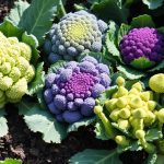 varieties of broccoli to grow