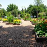 benefits of wood chip paths on allotments